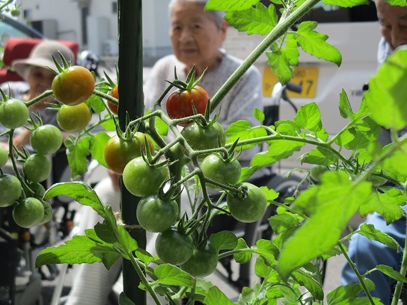まな南菜園 トマト - まなぐら南