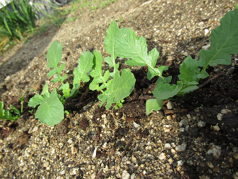 園芸1 - デイ備後