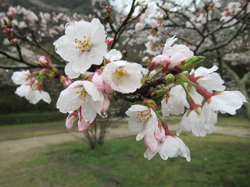 お花見ドライブ - ケアハウス福山