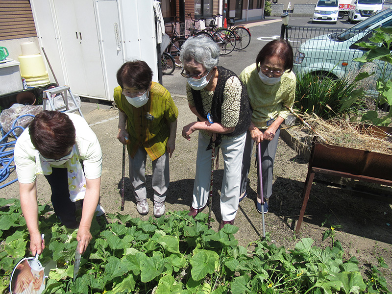 まくわ瓜が育ってます1 - デイ備後