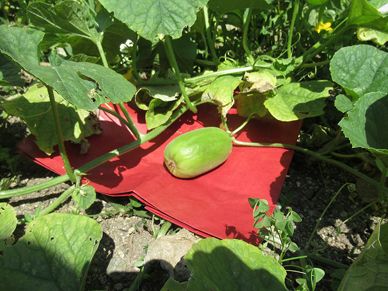 まくわ瓜が育ってます2 - デイ備後