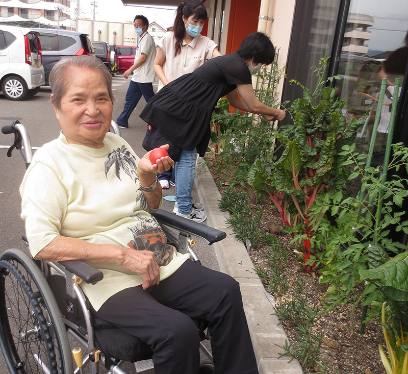 今年もトマトが収穫できました - 小多機まなぐら南