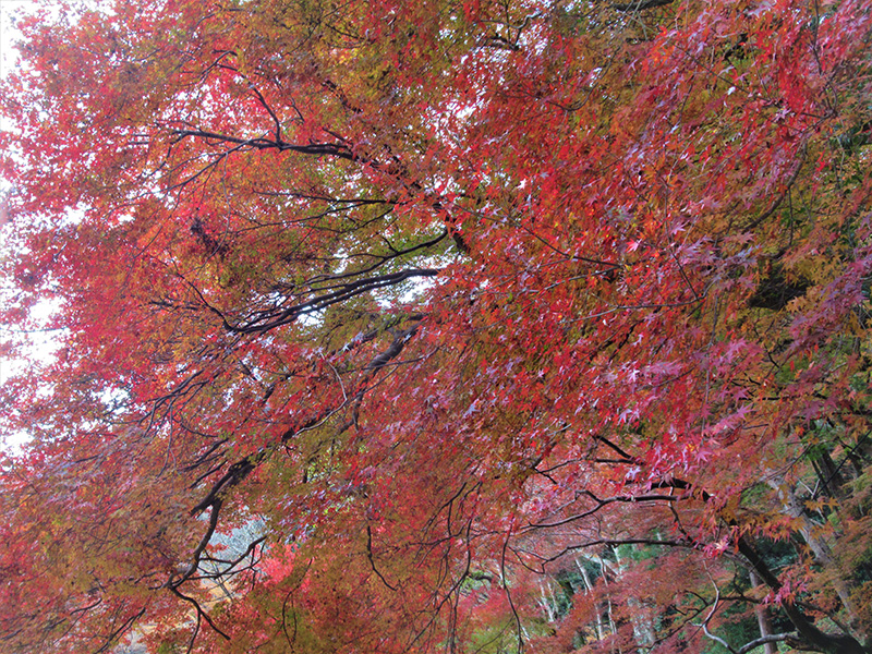 紅葉狩りドライブ3 - ケアハウス福山
